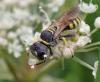 Ectemnius lituratus